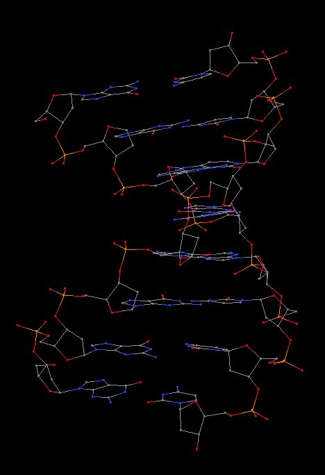 biological assembly of a DNA duplex (2d94)