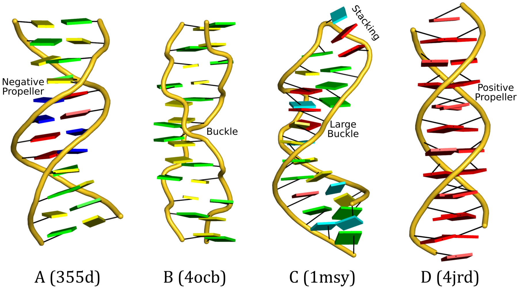 base pairing in dna