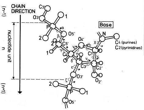 backbone definition science